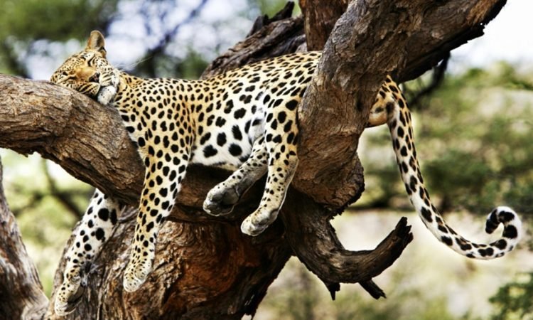 TsavoWestNationalPark