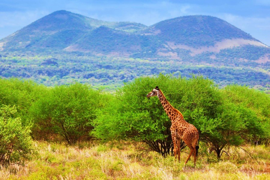 tsavowestkenya