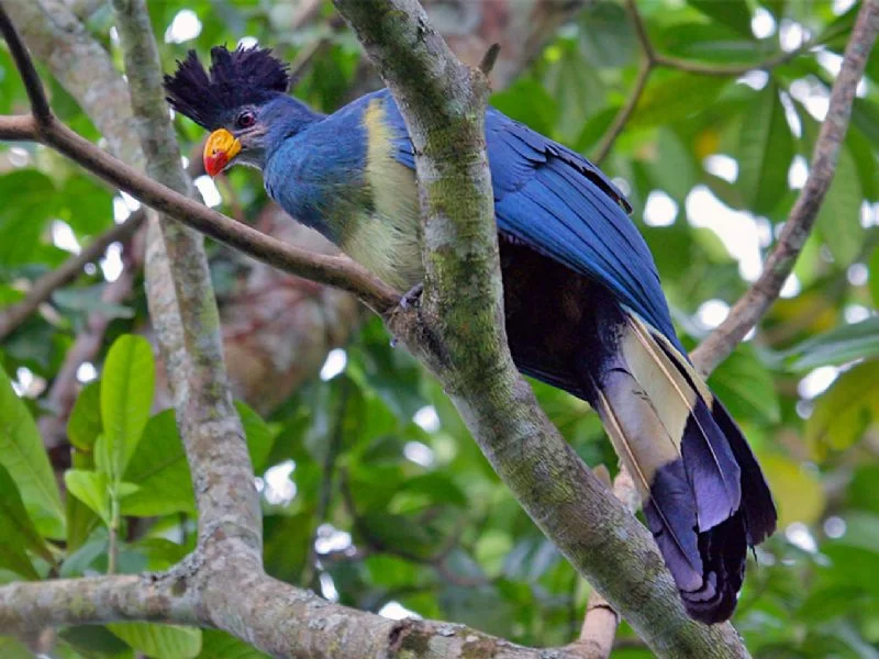DaysBirdWatchingsafari