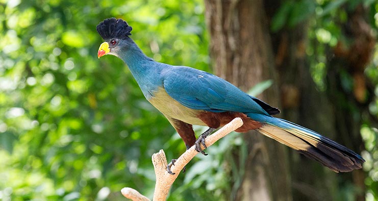 Turaco