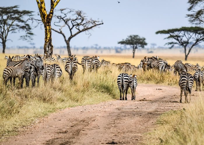 Zebras