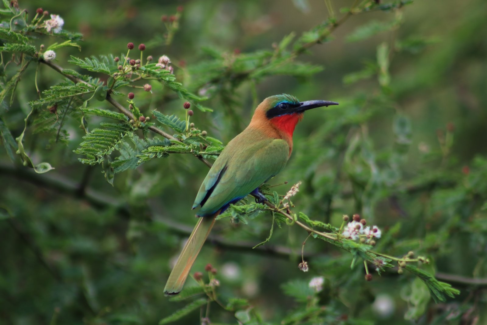 BirdsinQueenElizabethNationalPark