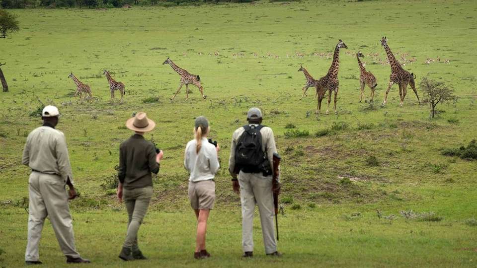 luxurytanzaniaactivesafariandbeyondkleinscamptanzaniasafariwalkgiraffe