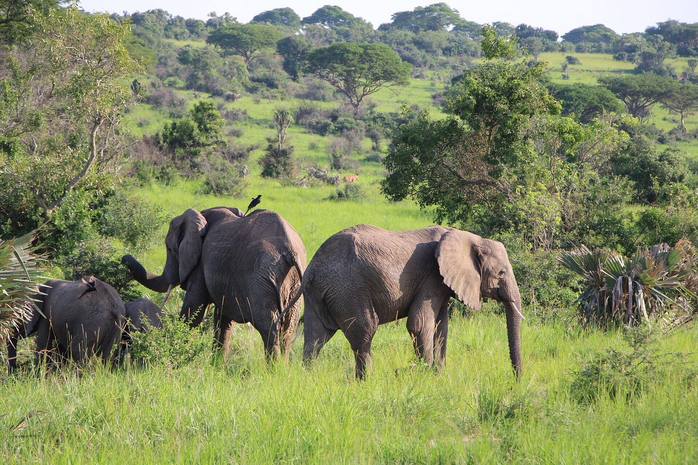 ElephantsinMurchisonFallsNationalPark