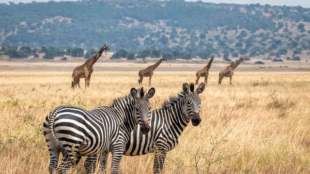 rwandasafari